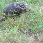 201806 turkey2.jpg